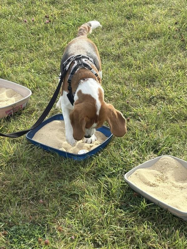 Ruth Munday Dog Training