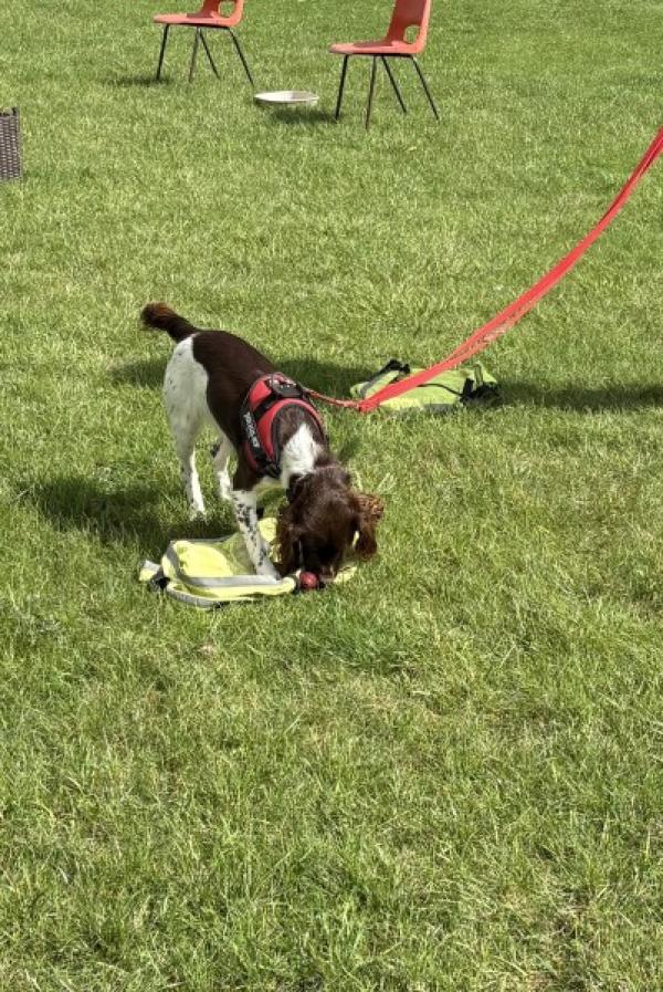 Ruth Munday Dog Training