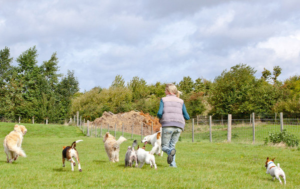 Best Behaviour School for Dogs in Sevenoaks, Kent