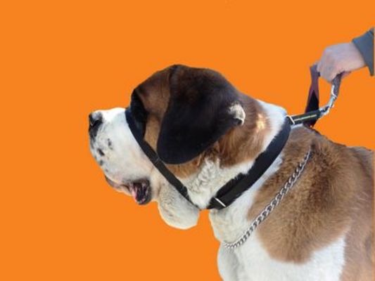 Canny Collar - Simple Dog Training Collar