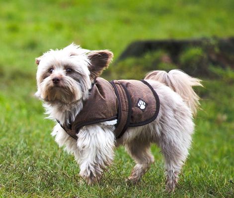 Swaggle Dogs - Dog Walker in Snodland, Kent