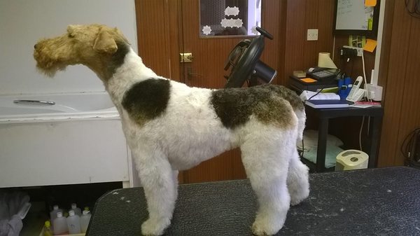 Dog Groomer in Devon