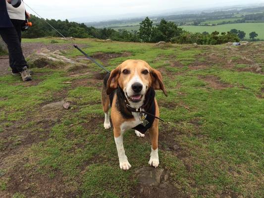 Dog Home Stay in Shropshire