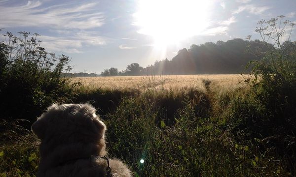 Dog Friendly Accommodation in East Ruston