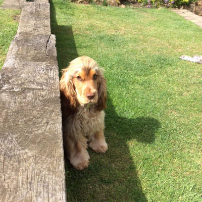 Dog Home Stay in Banbury