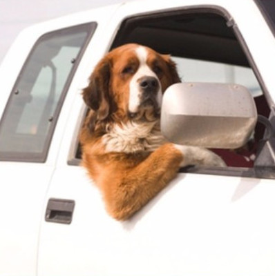 Dog taxi in Devon
