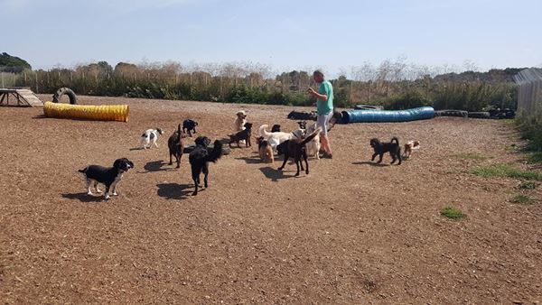 Dog Day Care in Essex