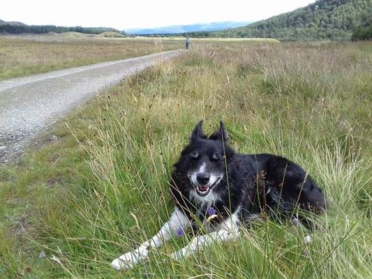 Dog Friendly Holidays in Highland