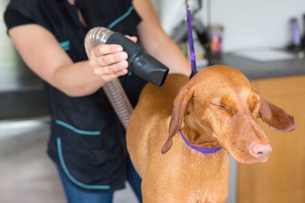 Dog Groomer in Oxfordshire
