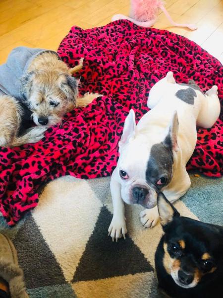 Small Paws Playdates & Home Boarding