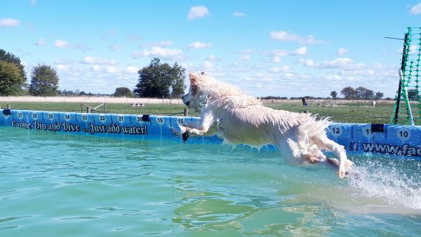 Canine Dip and Dive
