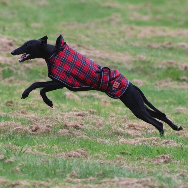 Greyhound waterproof dog coat in Tartan by Ginger Ted