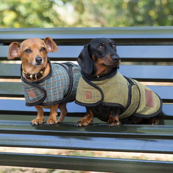 Tweed Dachshund dog coat by Ginger Ted
