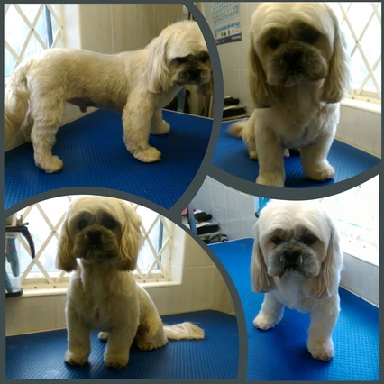 Little Rascals Dog Grooming Service