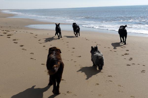 Dog Friendly Beaches in the Vendee