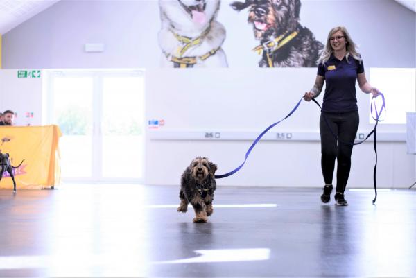 Dog School Sussex (Dogs Trust)