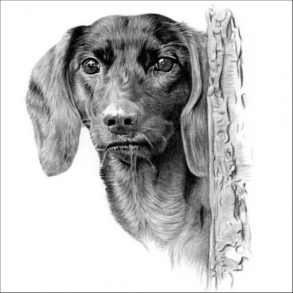 Pencil Portrait Drawing of a Dog