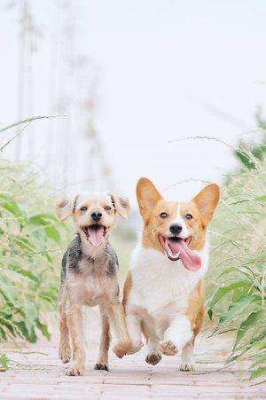 Happy Tails Dog Training
