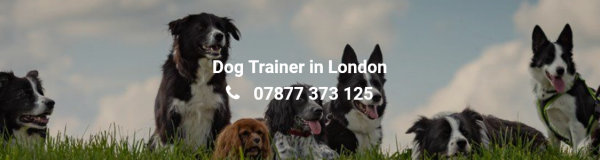 Dog Training in London