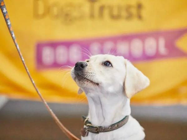 Dog School (Dogs Trust)