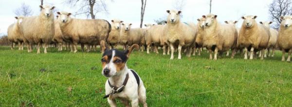 Sheep Proof Your Dog